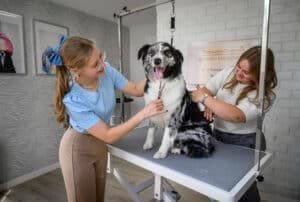 Dog getting his hair done