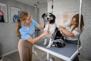 Dog getting his hair done at trimsalon