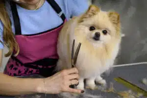 Grooming a fluffy Pomeranian dog
