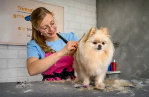 Grooming a fluffy dog at salon.
