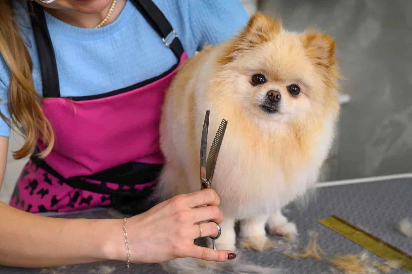 Charlotte knipt de vacht van een pomeriaan in model met een schaar