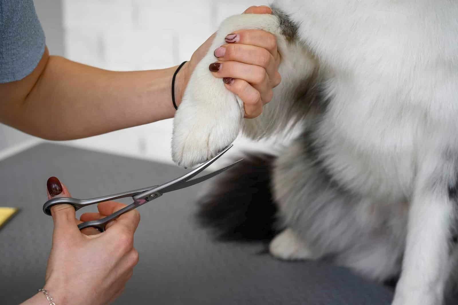 Haren tussen de voetzooltjes van een hond worden voorzichtig bijgeknipt