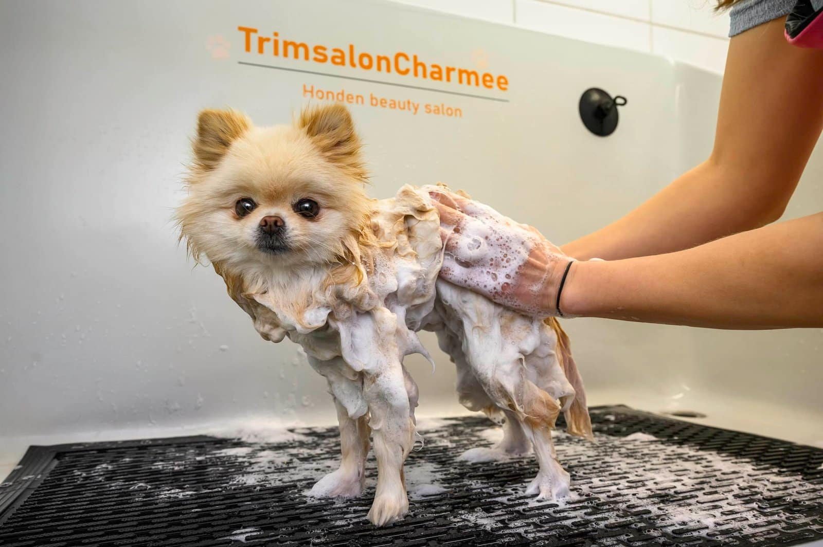 Pomeriaan krijgt een wasbeurt met milde hondenshampoo in de trimsalon