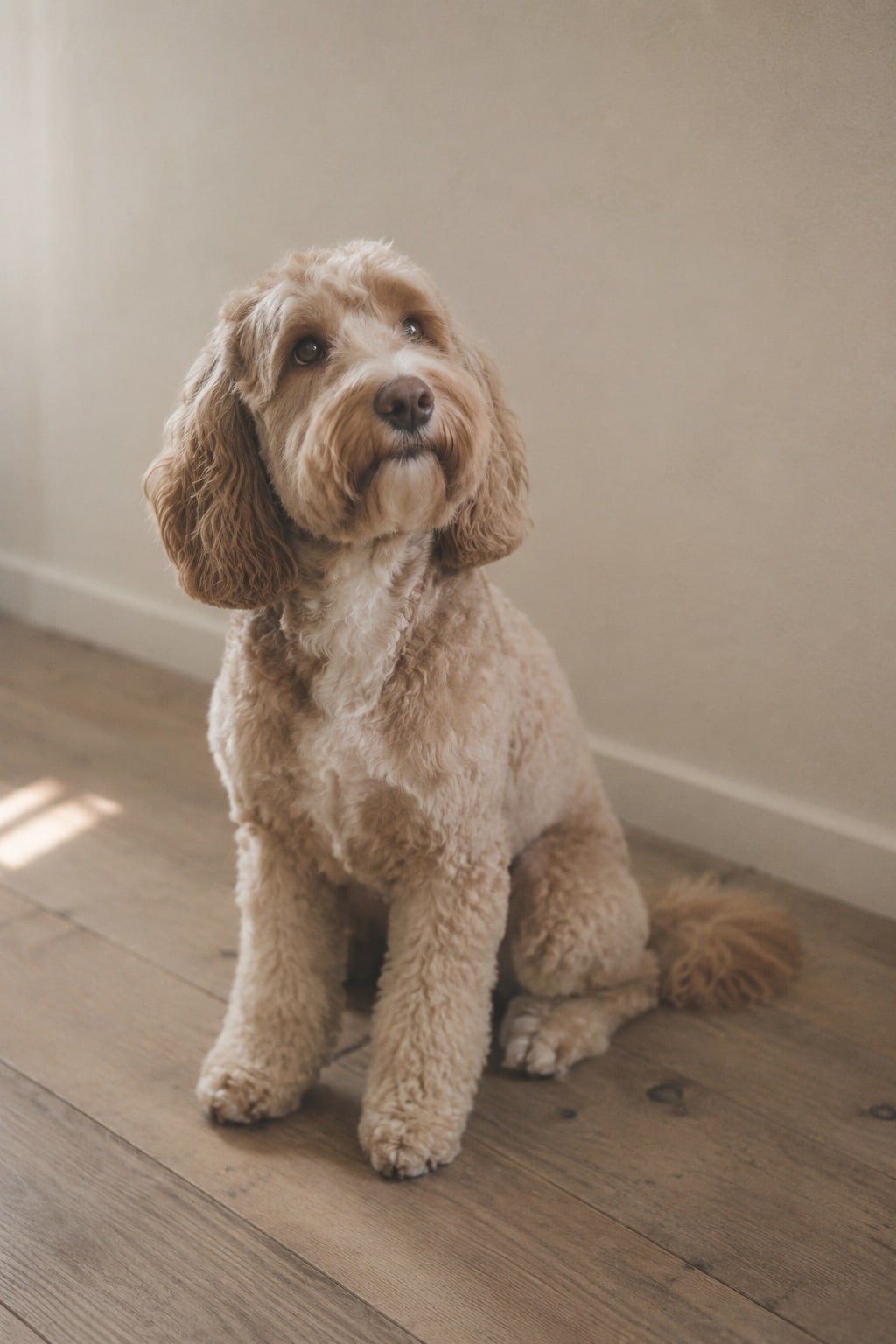 Netjes getrimde middelgrote hond zit geduldig in zacht daglicht