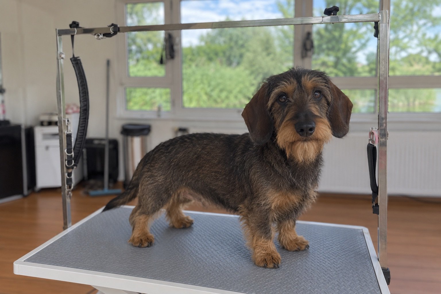 Ruwharige teckel staat rustig op een trimtafel in zacht daglicht