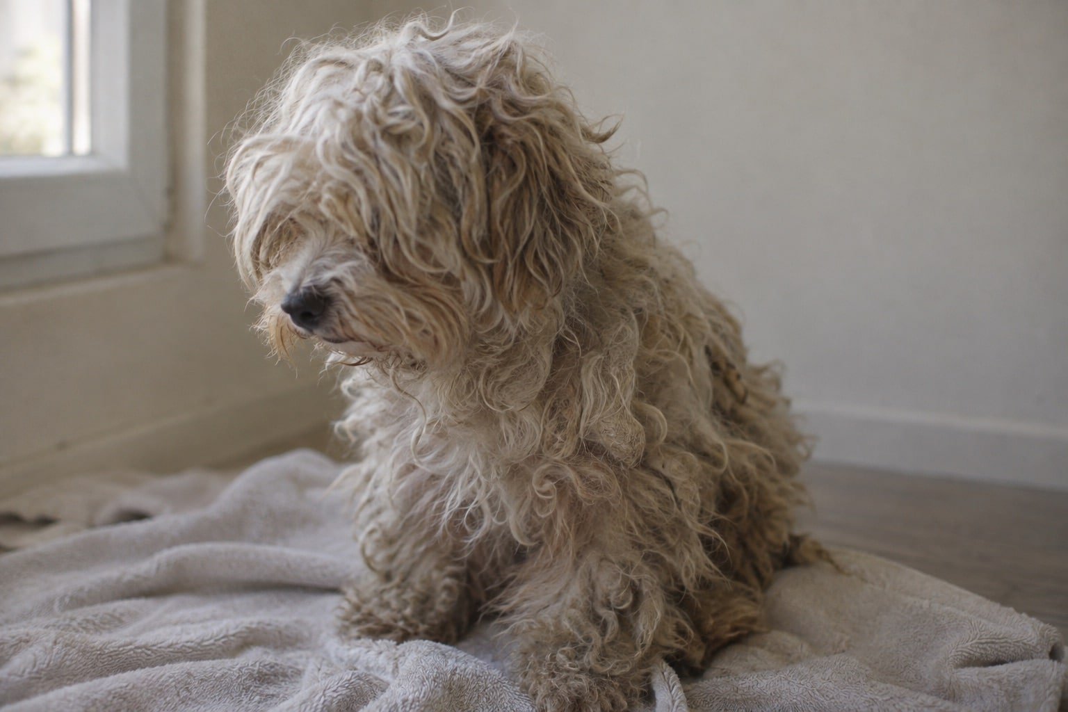 Close-up van een vervilte, te lange krulvacht bij een kleine hond op een handdoek